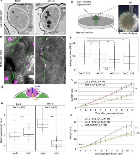 Katanin Dependent Mechanical Properties Of The Stigmatic Cell Wall