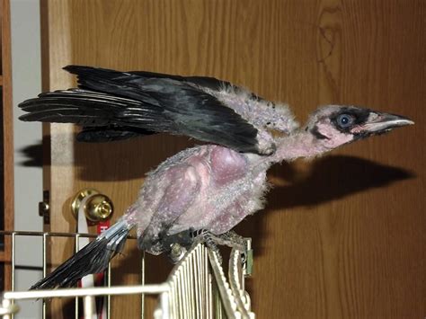 Image Result For Featherless Bird Crow Crow Bird Fish Pet