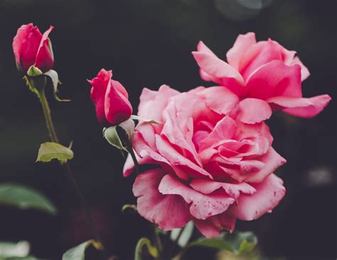 Pink Rose In Bloom During Daytime Photo Free Blossom Image On Unsplash