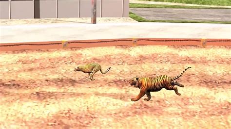 Animals Race Cheetah Vs Tiger Running Race For Kids ¦ Who Is The