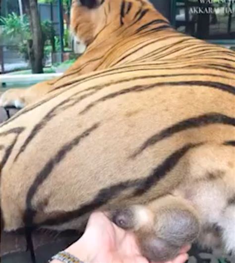 Thai Tourist Grabs Tiger By Genitals For Photos At Chiang Mai Zoo