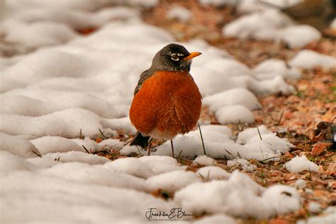 Red Robin In The Snow Bliss Photographics Birds