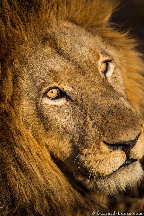Male Lion Portrait Burrard Lucas Photography