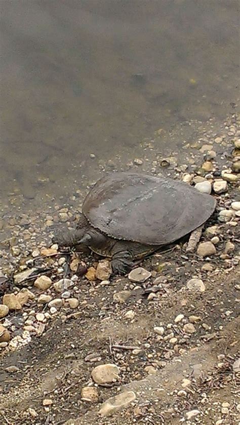 A Turtle Sitting On The Ground Next To Water