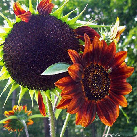 images of red sunflowers - Google Search | Red sunflowers, Image oranges, Pink sunflowers