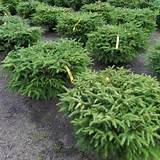 Landscape Plants Evergreen Photos