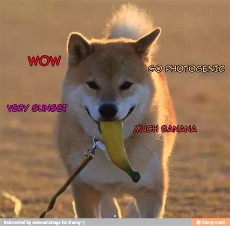 Awesome Doge Doge Eating Banana