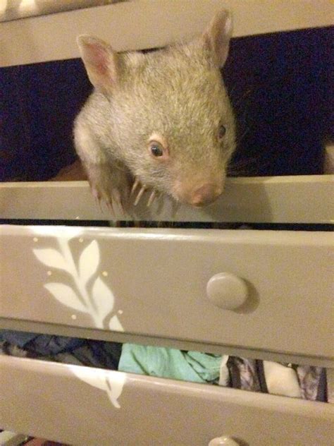 Adorable Orphaned Wombat Thinks The Perfect Place To Sleep Is In A