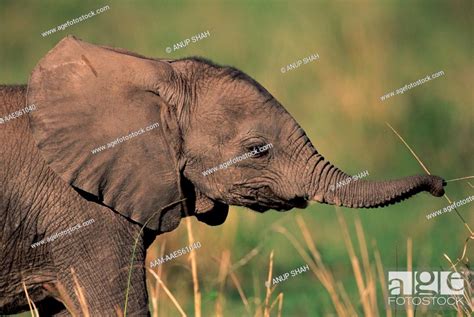Baby African Elephant Portrait Loxodonta Africana Masai Mara National