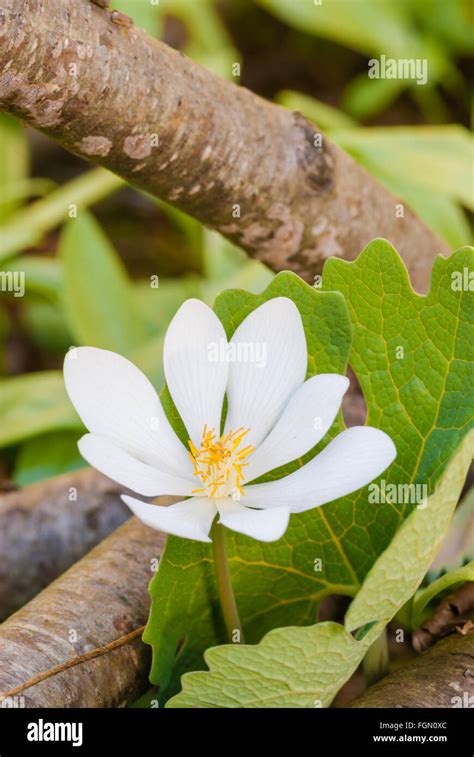 A Bloodroot Flower Sanguinaria Canadensis Growing In The Woodlands Of