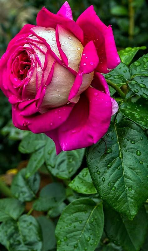 Rose Very Nice Flower Encrypted Tbn0 Gstatic Com Images Q Tbn