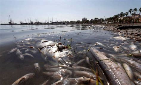 Sea Pollution In Spain Why Did Thousands Of Dead Fish Wash Up On Spain