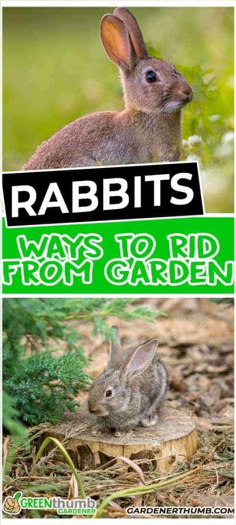 How To Keep Bunnies Out Of My Garden How To Keep Rabbits Out Of