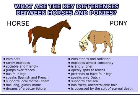 The Differences Between Horses And Ponies Horses