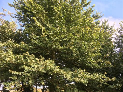 Elm Trees That Resist Dutch Elm Disease Tree Health Care Arbtalk