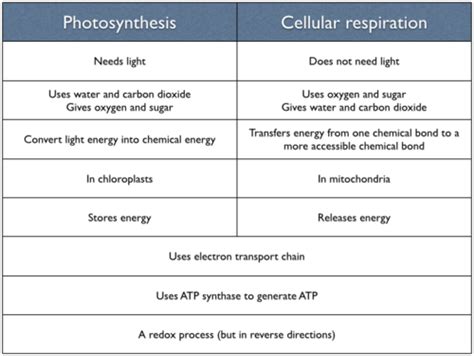 Photosynthesis is the process by which plants, some bacteria and some protistans use the energy from sunlight to produce glucose from carbon dioxide and water. Is Gluecose A Product Of Photosynthesis Is Used To ...
