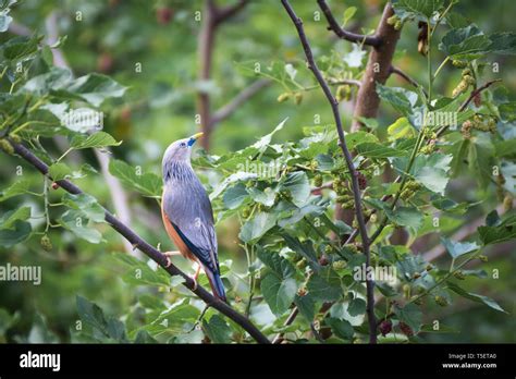 Beautiful Bird On Tree Branch Stock Photo Alamy
