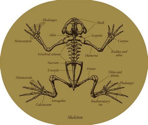 Frogs Anatomy