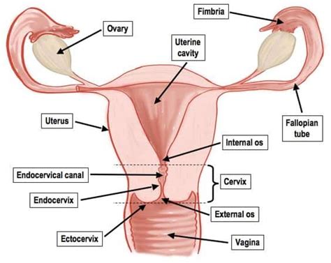 What Does Your Cervix Feel Like When Pregnant