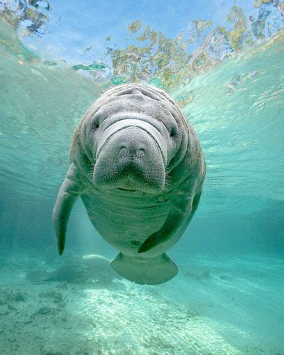 From Gregory Sweeneys Gallery Of Manatee And Florida Images Water