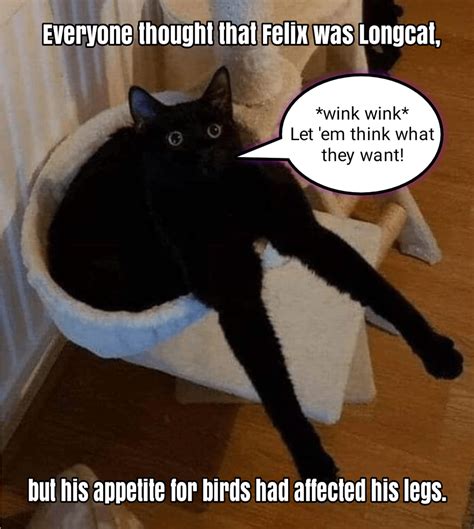 You Know What They Say About Long Legs Lolcats Lol Cat Memes