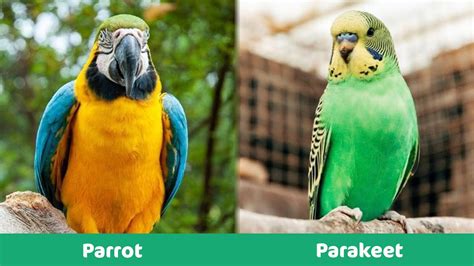 Parrot Vs Parakeet Whats The Difference With Pictures Pet Keen