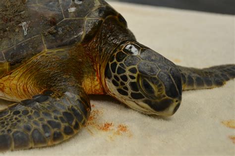 Sea Turtle Care Center South Carolina Aquarium