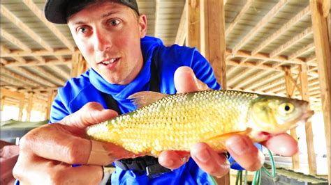 Golden Shiners For Huge Fish By Marina Docks Live Bait Fishing Youtube
