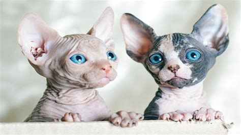 Sphynx Kittens Are So Cute Youtube
