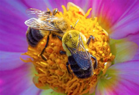 Pollinators Usda