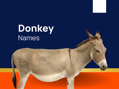 440 Donkey Names That Are Sure To Tickle Your Funny Bone Generator