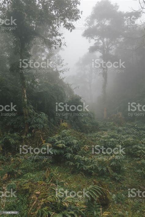 Foggy Tropical Rainforests Foggy Woods Stock Photo Download Image Now