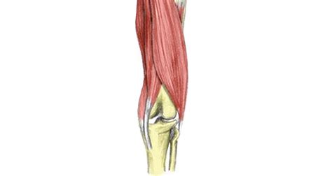 Five simple stretches / front leg musclevtendon ~ anatomy stock images | lower leg. Hamstring Tendon Strain - Symptoms, Causes, Treatment & rehabilitation