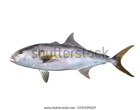 Greater Yellowtail Amberjack Fish Side View Stock Illustration 1234109629