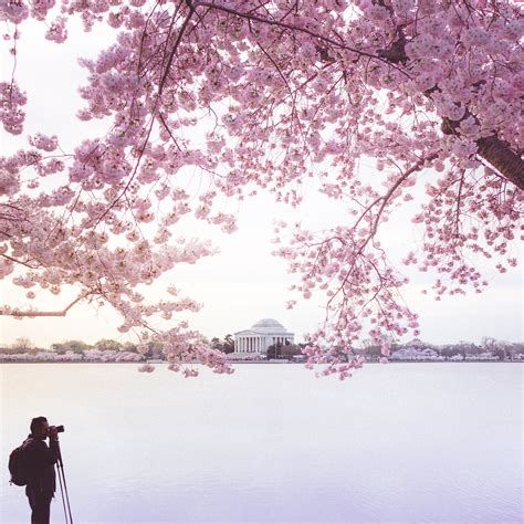 Guide To The Washington Dc Cherry Blossoms 2017