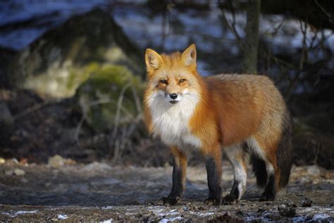 8 Surprising Facts About The Red Fox