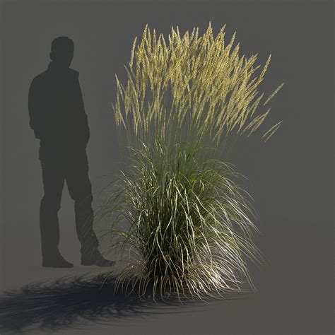 Feather Reed Grass 3d Model Gamma 22