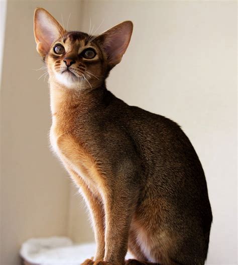 Abyssinian Breed Description Characteristics Appearance History