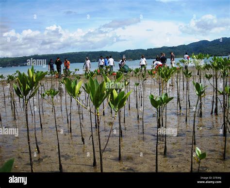 Mangrove Planting Hi Res Stock Photography And Images Alamy