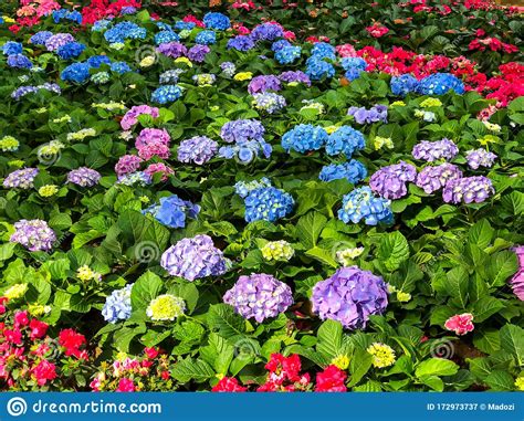 Garden Of Colorful Hydrangea Flowers Stock Image Image