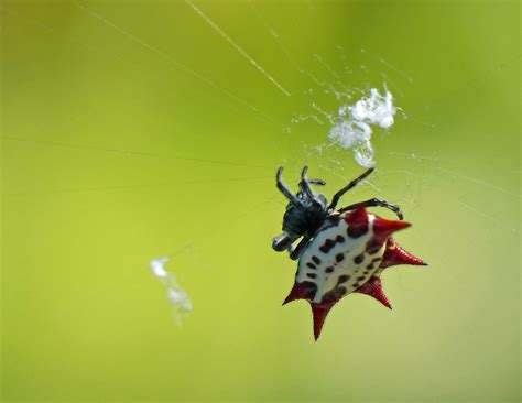 Crab Like Spiny Orb Weaver Gasteracantha Cancriformis Flickr