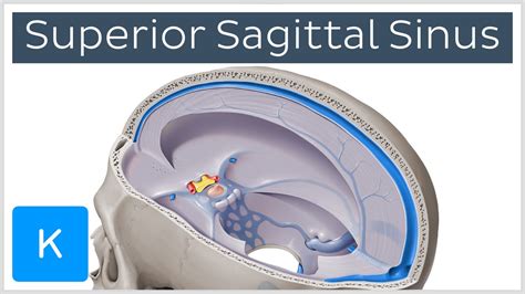 Superior Sagittal Sinus Location And Function Human Anatomy Kenhub