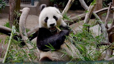 Pandas At The San Diego Zoo Youtube