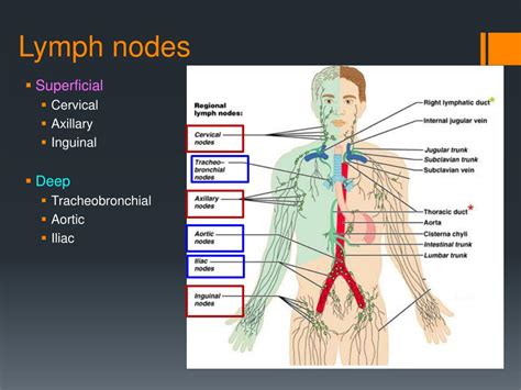 deep inguinal lymph nodes location