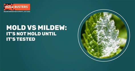 Mold Or Mildew Get A Mold Test To Find Out Mold Busters