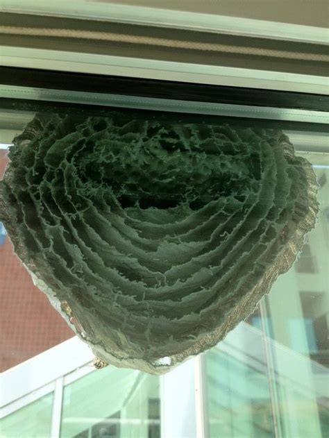 Ant Farm Style Hornet Nest On My Companys Cafeteria Window Rpics