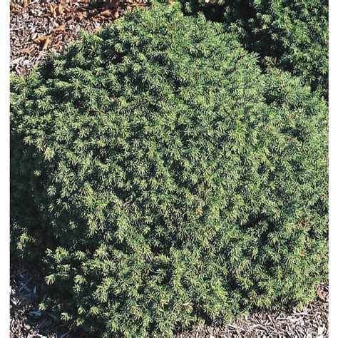 Dwarf Norway Spruce Feature Shrub In Pot With Soil L6210 At