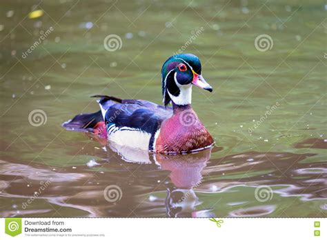 Wood Duck Male Stock Photo Image Of Outdoor Canada