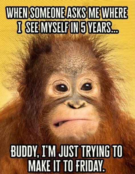 12 Best Funny Monkey Memes Images In 2020 Funny Monkeys Funny Funny