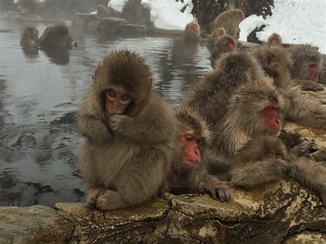These are the only wild monkeys in the world known to bathe in hot springs, making them truly unique. Jigokudani Monkey Park - Best Living Japan - Your Free ...